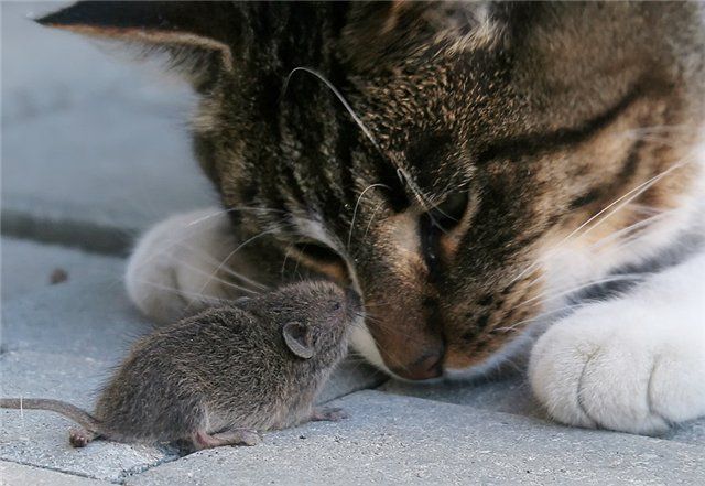 cat-and-mouse.jpg