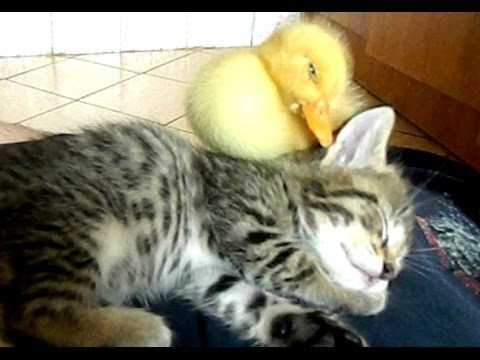 My-Cute-Duckling-And-Kitten-Sleeping-Together-ORIGINAL.jpg