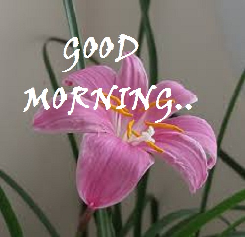 good-morning-images-with-flowers%2B%25281%2529.jpg