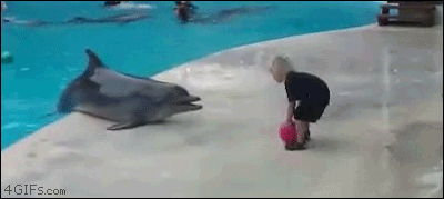 01-funny-gif-312-dolphin-plays-catch.gif