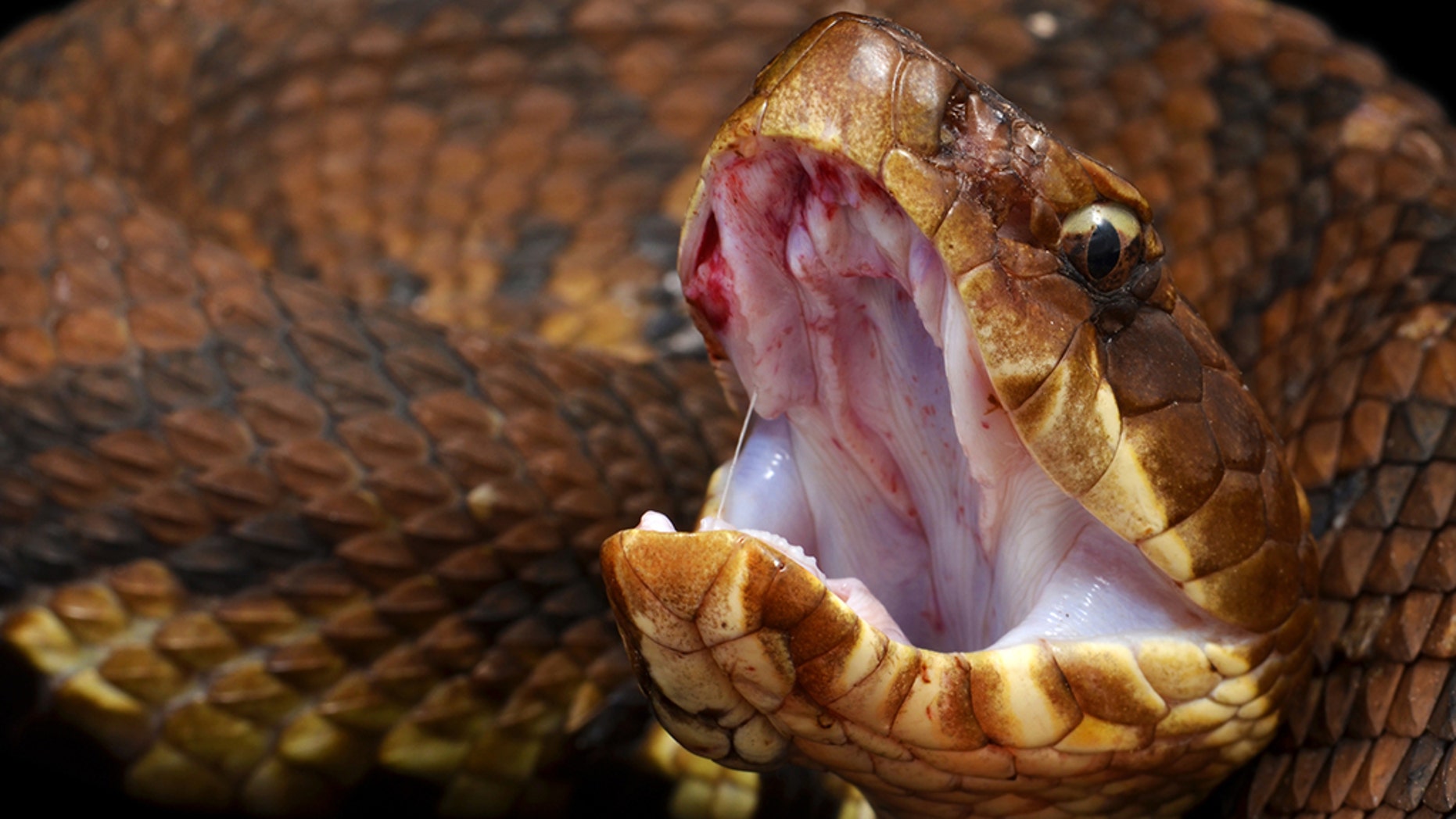 cottonmouth-moccasin-snake-istock.jpg