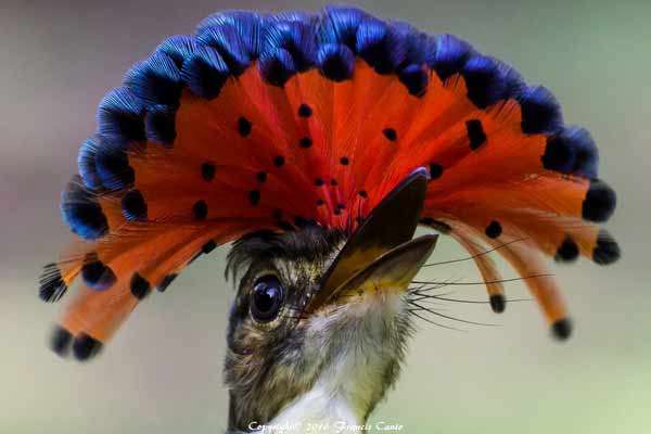 Royal-Flycatcher.jpg