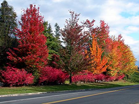 home_snohomish-fall-trees.jpg