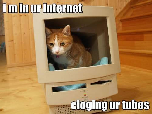 internet-problems-cat.jpg