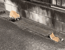 cats-chase.gif