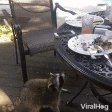 raccoon-steals-phone-viralhog.gif