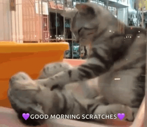 adorable-cats-cats.gif