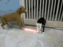 cat-vs-dog-starwars.gif