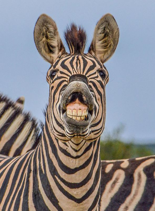 zebra-smile-241615.jpg