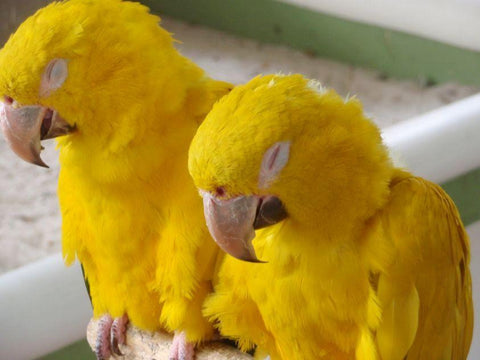 yellow-parrots_large.jpg