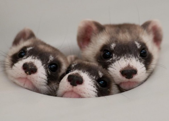 ferrets-595x424.jpg