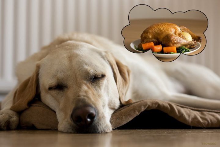 dog-thanksgiving-turkey-1.jpg