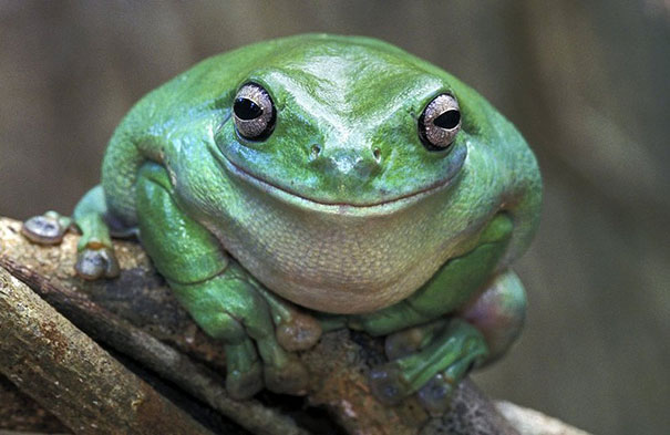 happy-frog.jpg