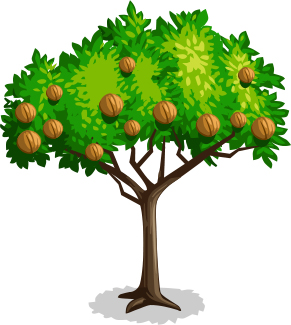 brazilnut-tree.jpg