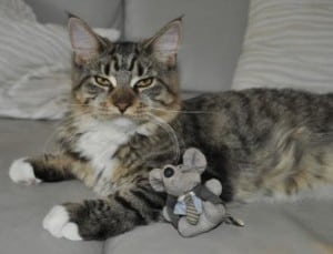 Cat_and_Toy_Mouse1-300x229.jpg