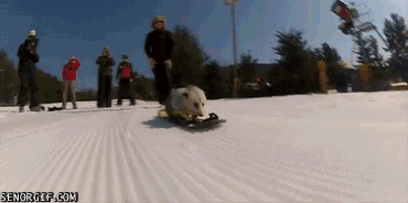 snowboarding-possum