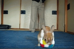bunny-hop-ball