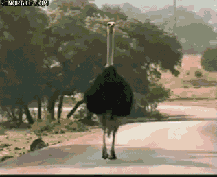 i-guess-we-are-all-just-ostriches-in-the-trap
