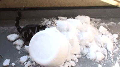cats-enjoy-snow