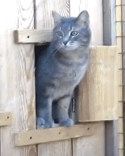 this-is-a-perfect-cat-gif