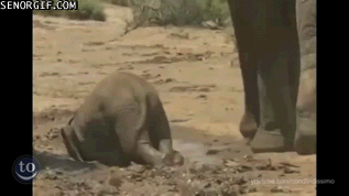 a-baby-elephants-grace