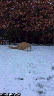 cats-slowmotion-snowball-catch
