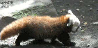 funny-animated-gifs-red-pandas-little-stroll