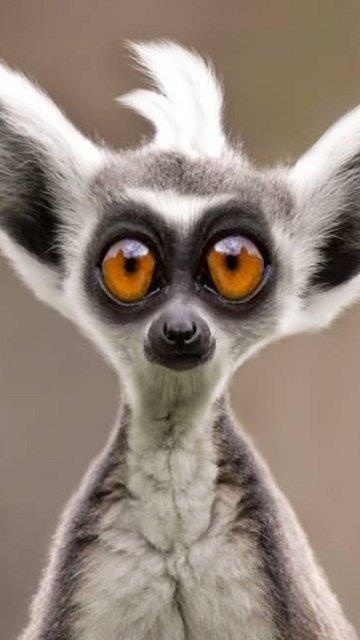 439d89de4452417ca41faaa889e81c40--big-eyes-lemurs.jpg