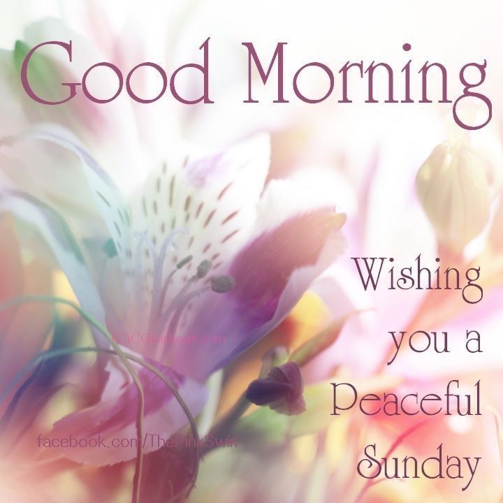 8be5cdd63ed9ccf54f8649d18c9905e4--happy-sunday-morning-blessed-sunday.jpg