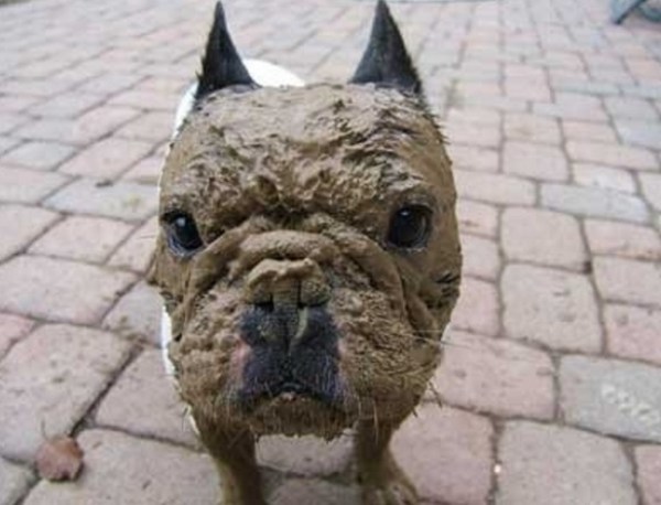 Top-10-Dogs-Covered-in-Mud-4.jpg