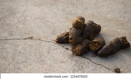 excrement-dog-on-floor-260nw-1216475023.jpg