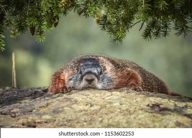 lazy-marmot-resting-on-rock-260nw-1153602253.jpg