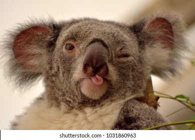 portrait-koala-winking-putting-out-260nw-1031860963.jpg