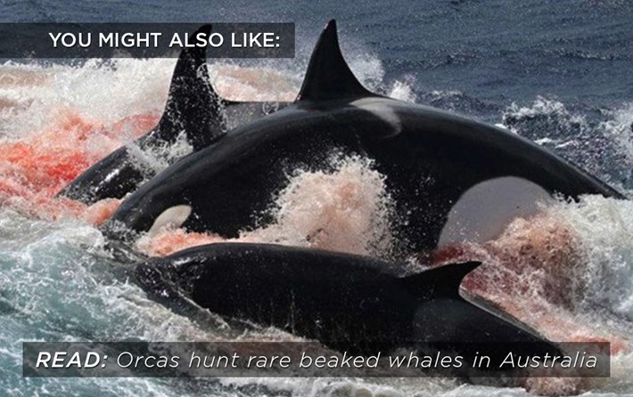 orcas-hunt_related_21_12_16.jpg