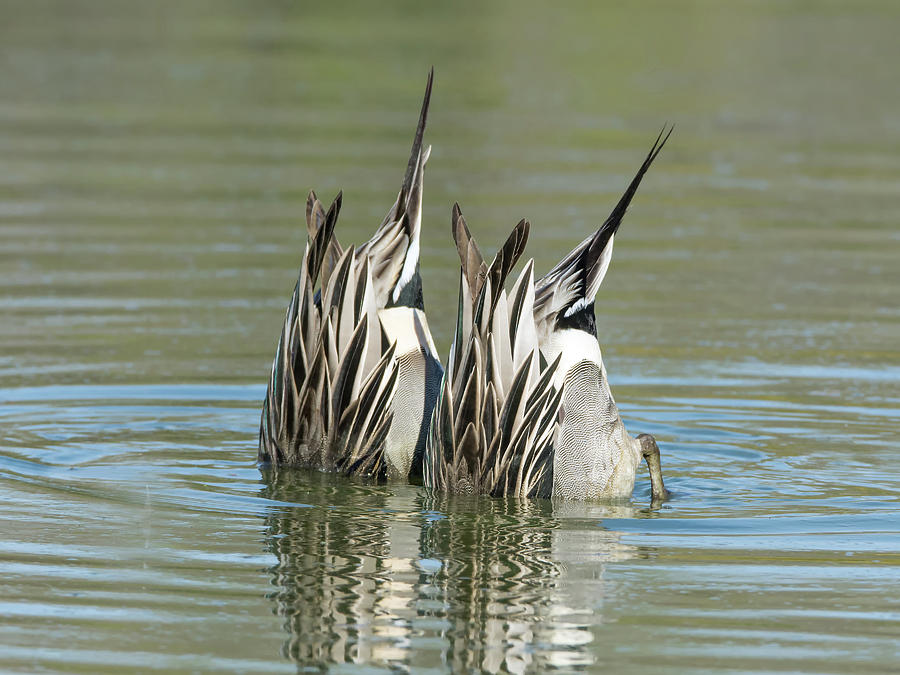 pintail-ducks-dive-tam-ryan.jpg