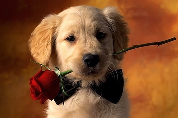 30-pictures-of-dogs-beating-you-at-valentines-day-1-3512-1360273124-10_big.jpg