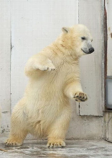 dancing_bear_03.jpg