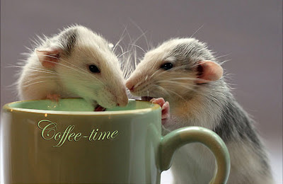 rats%2525202%252520coffee.jpg