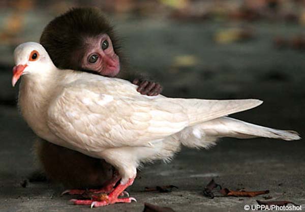 macaque-monkey-pigeon1.jpg