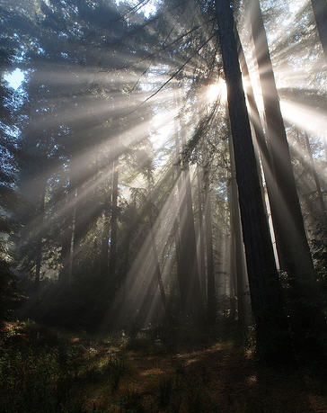 sunlight-through-trees.jpg