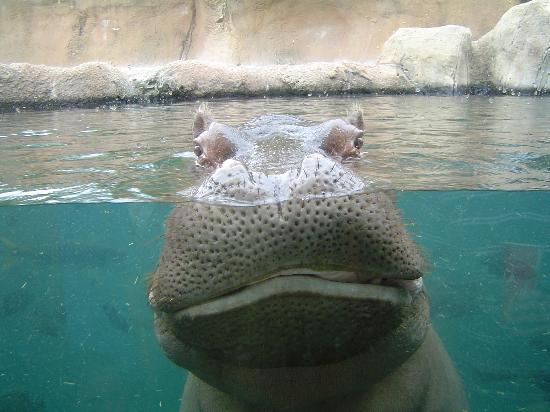 happy-hippo-at-free-zoo.jpg