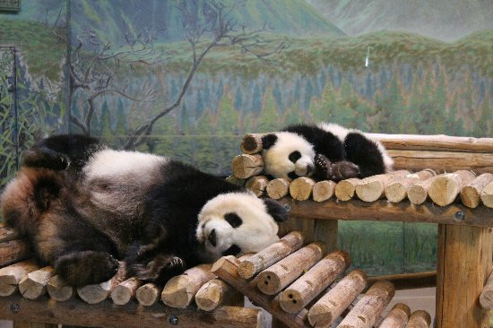 pandas-sleeping.jpg