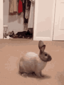 bunny-jump.gif