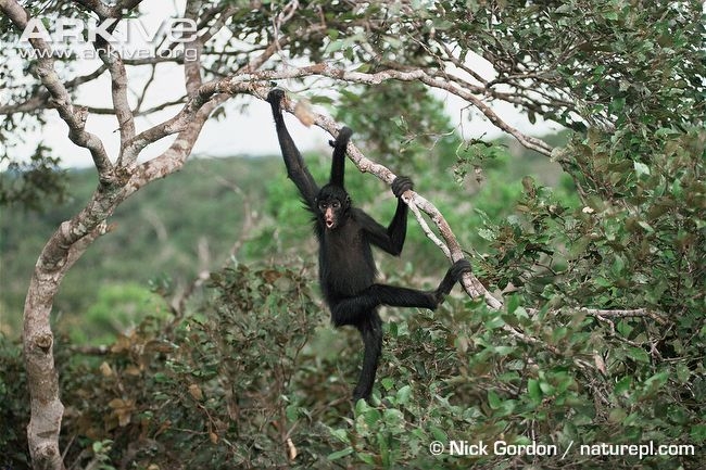 hanging-monkey.jpg