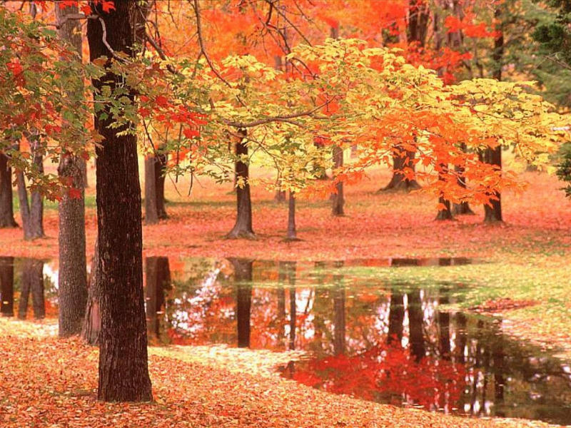 autumn_trees_stream.jpg