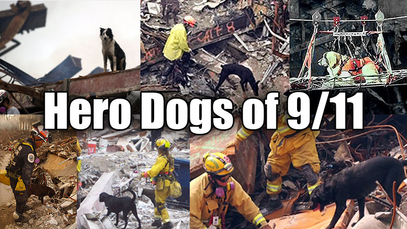 911-dogs.jpg