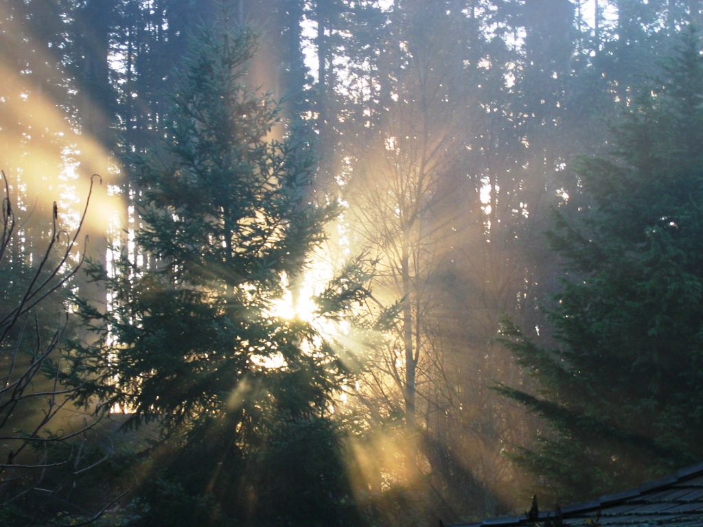 sun-breaking-through-trees.jpg