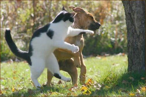 cat-punches-dog.jpg