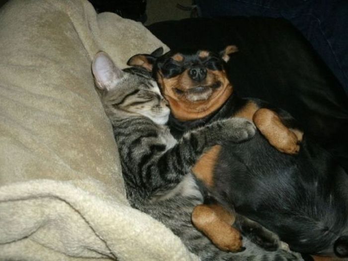 cat-hugs-dog.jpg