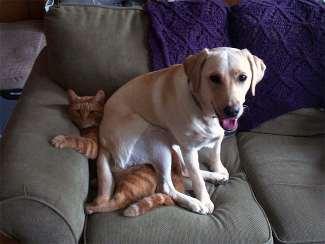 the-best-funny-pictures-of-dogs-sitting-on-cats-01.jpg